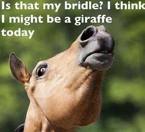 Giraffe | Funny horse memes, Funny horses, Funny horse pictures