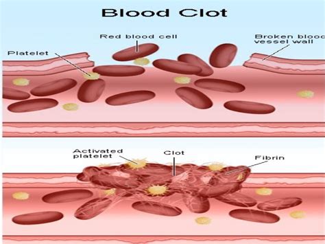 Platelets physiology