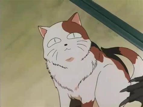 Today’s anime cat of the day is: Buyo from... - Anime Cat of the Day 🐾