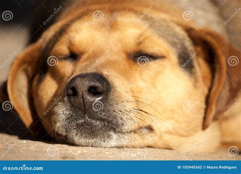 Lazy dog stock photo. Image of domestic, puppy, sunny - 105940542