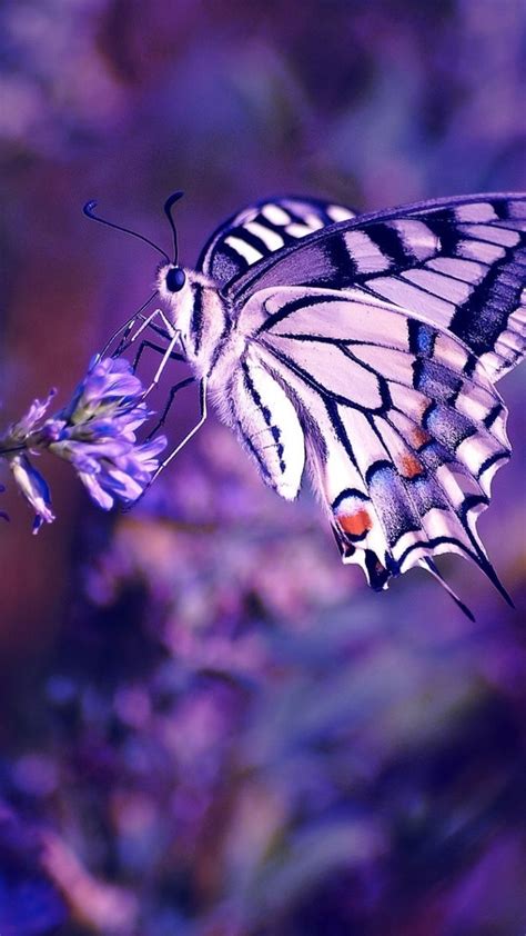 Aesthetic Butterfly Wallpapers - Wallpaper Cave