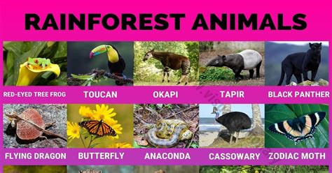 Rainforest Animals: 40 Amazing Animals Found in the Rainforest - Visual ...