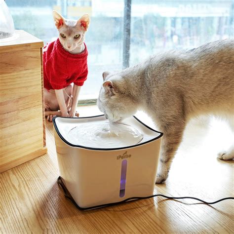 The Best Cat Water Fountains in 2023 | PawGearLab