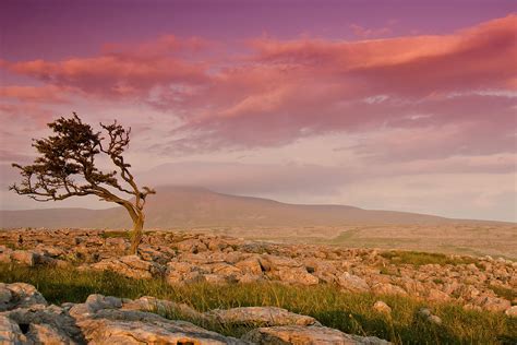 Rocky Landscape With Lone Tree In Sunset by John Ormerod