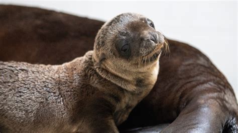 Baby Bonanza: Columbus Zoo announces births of 5 animals | wthr.com