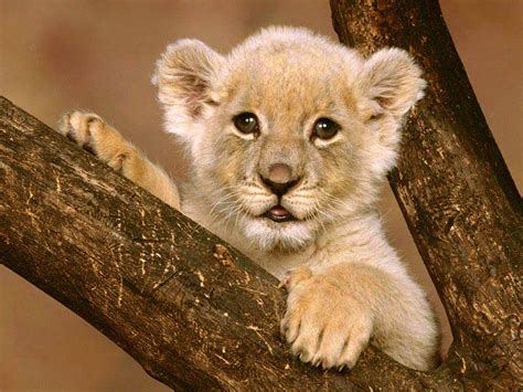 cute lion cubs - Lion cubs Photo (36139510) - Fanpop