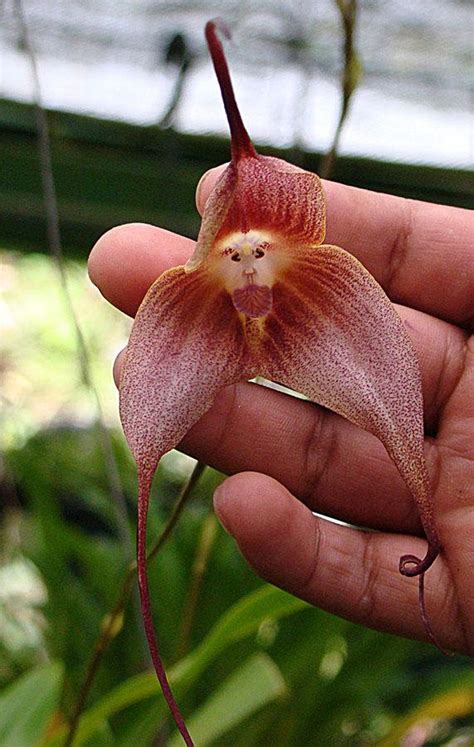 ‘Monkey Orchids’ Look Like They Have Cute Little Monkey Faces In The ...