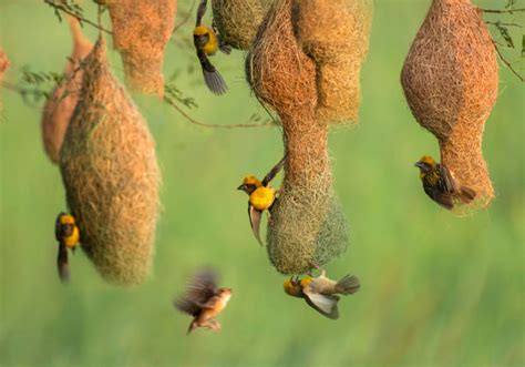 Weaver Bird Nest