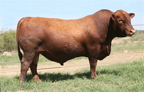 Red Angus | BOLA Red Angus | Hereford cattle, Braford cattle, New south ...