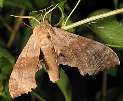 Big Poplar sphinx moth? - Pachysphinx modesta - BugGuide.Net