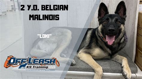 BELGIAN MALINOIS/DOG TRAINING - YouTube