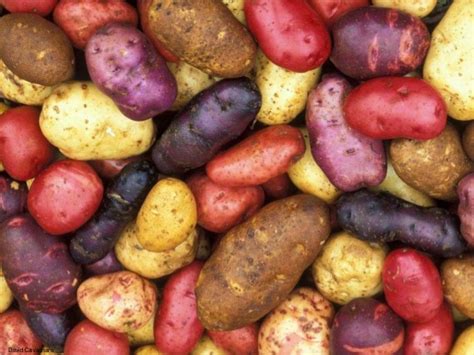 Potato varieties... How to identify them? - Potato Market