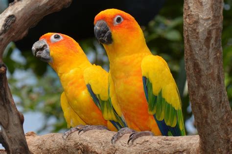 Top 10 Most Beautiful Parrots In The World