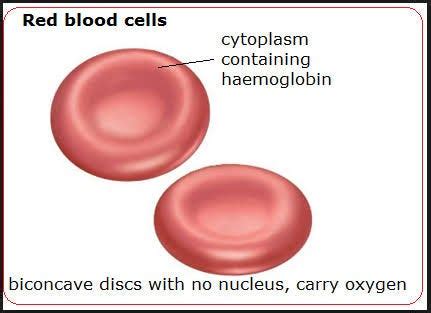 Advantages of Biconcave Shape of Rbc - Gianni-has-Blackburn