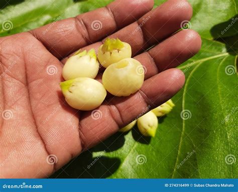 Madhuca Longifolia flower. stock image. Image of medicine - 274316499