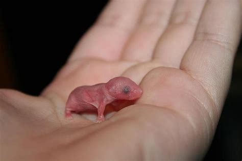 Baby mouse--so cute! | Pet mice, Baby mouse, Baby rats