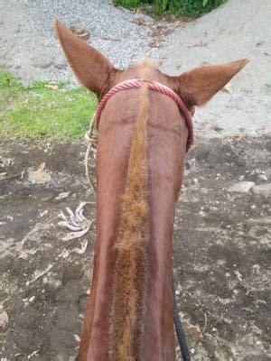 Pro Equine Grooms - Roaching Manes