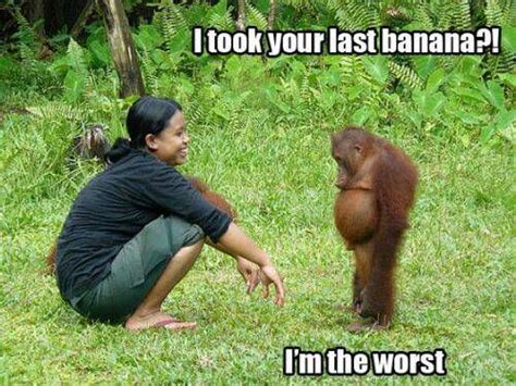 No worries, little man. Plenty more in the jungle. | Orangutan, Workout ...