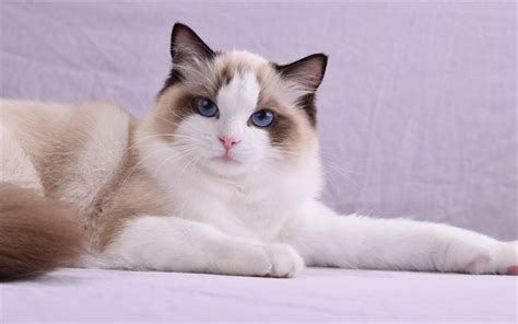 Download wallpapers 4k, Ragdoll Cat, pets, blue eyes, cute animals ...