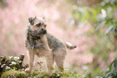 4 Border Terrier Colors: Which One To Pick?