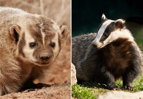 American Badger vs European Badger - Animal Corner