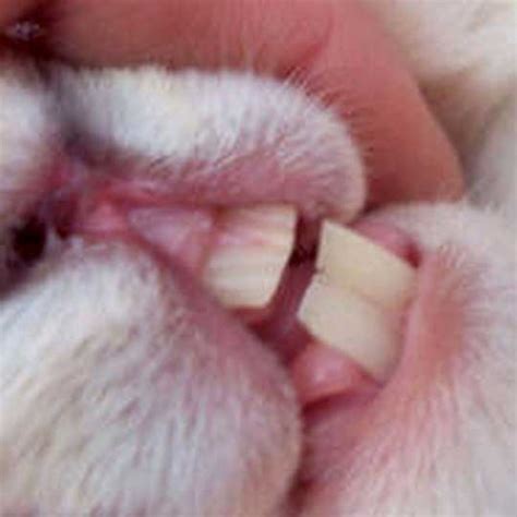 Rabbit Dental Problems | Rabbit Welfare Association & Fund (RWAF)