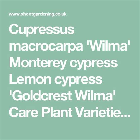 Cupressus macrocarpa 'Wilma' Monterey cypress Lemon cypress 'Goldcrest ...