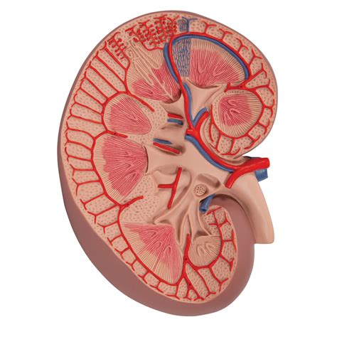 Anatomical Teaching Model - Plastic Anatomy Models - Renal System ...