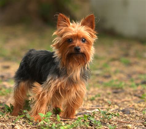 20 Popular & Cute Small Dog Breeds