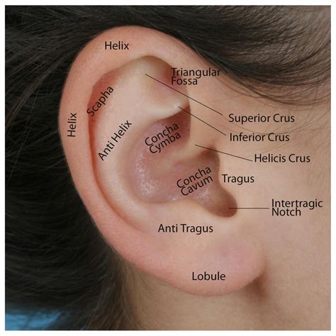 The external ears are made of cartilage and skin. There is a robust ...