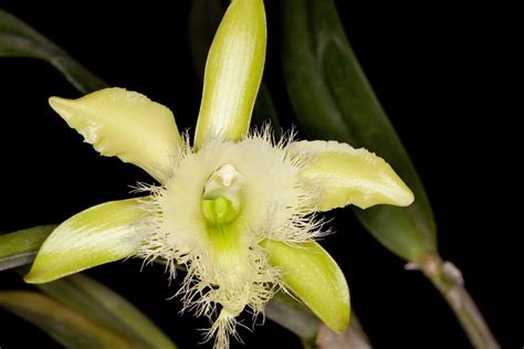 Orquídea Brassavola - Aprenda a Como Cultivar - | Orquidea, Orquídeas ...