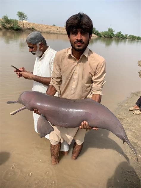 Indus river dolphin shot dead by villagers