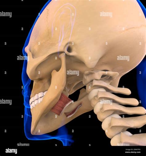 Hyoglossus Muscle Anatomy For Medical Concept 3D Illustration Stock ...