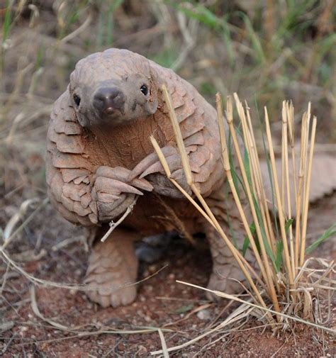 PsBattle: This pangolin crouching on its hind legs | Animals beautiful ...