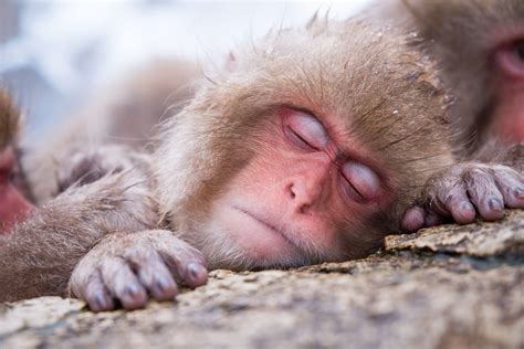 Japanese Macaque