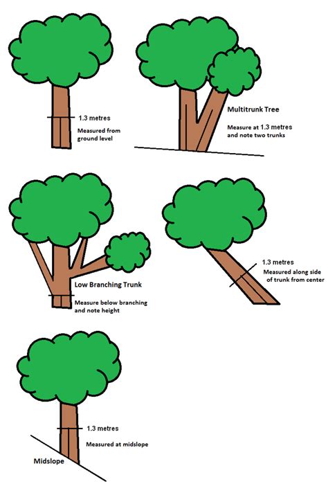 Parts Of A Tree Diagram - Drivenheisenberg