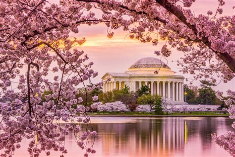 Jefferson Memorial Cherry Blossoms