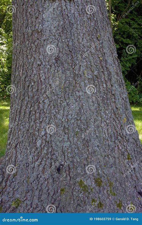 Pin Oak Bark 822801 stock image. Image of trees, mature - 198603759