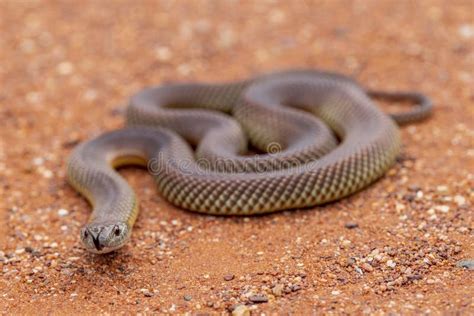 Mulga Snake stock image. Image of snake, wildlife, australian - 241690631