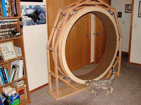 10 Best DIY Cat Wheel Plans (Make a Cat Exercise Wheel)