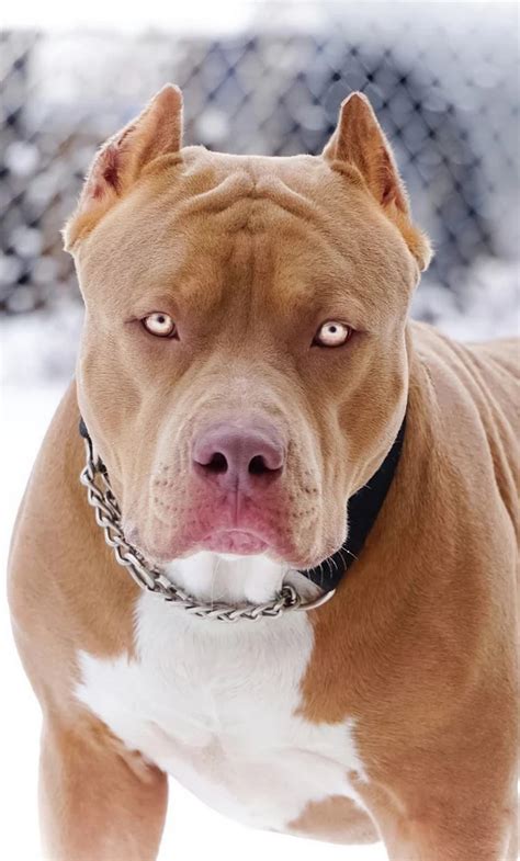 Photo Cães Pit Bull, Pit Bull Love, Staff Terrier, - Imágenes De Un ...