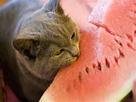 Selección de frutas y verduras para gatos | Cats, Watermelon cat, Funny ...