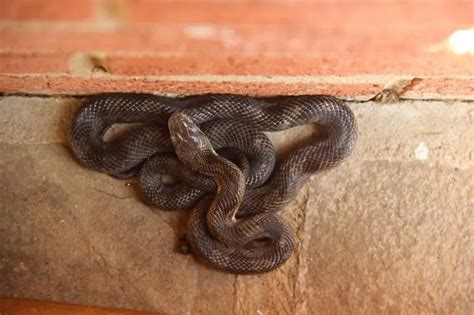 Eastern Rat Snake - Facts, Diet, Habitat & Pictures on Animalia.bio