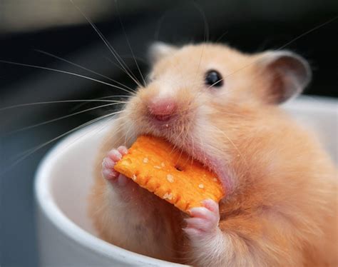 Funny Hamsters Eating