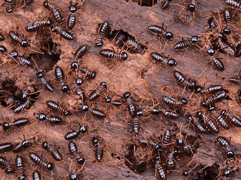 Termite Infestation Warning Signs | Termites In Phoenix & Tucson