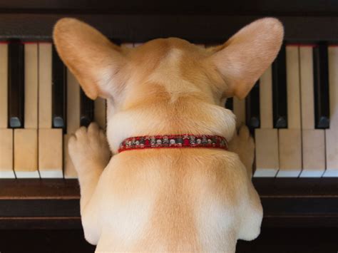 CES 2024: This device teaches your dog to play the piano