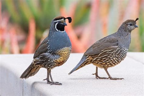 California Quail: A Birdwatcher's Guide