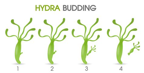 Science of Hydra Budding. 594256 Vector Art at Vecteezy