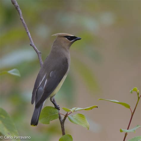 Cedar Waxwing juvenile | Redmond, WA 20210702-_CP68833 | Flickr