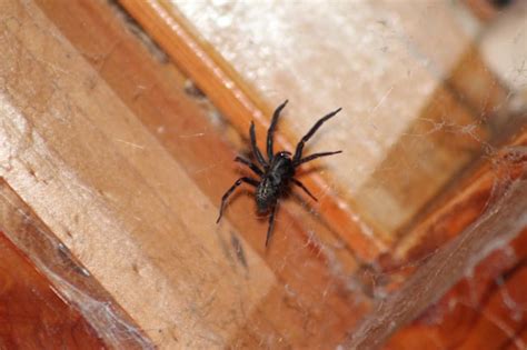 Black House Spider? : r/australia